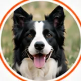 Koda